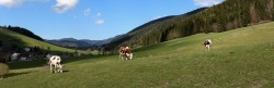 Focus sur... La Ferme de la Bourrière à Méaudre